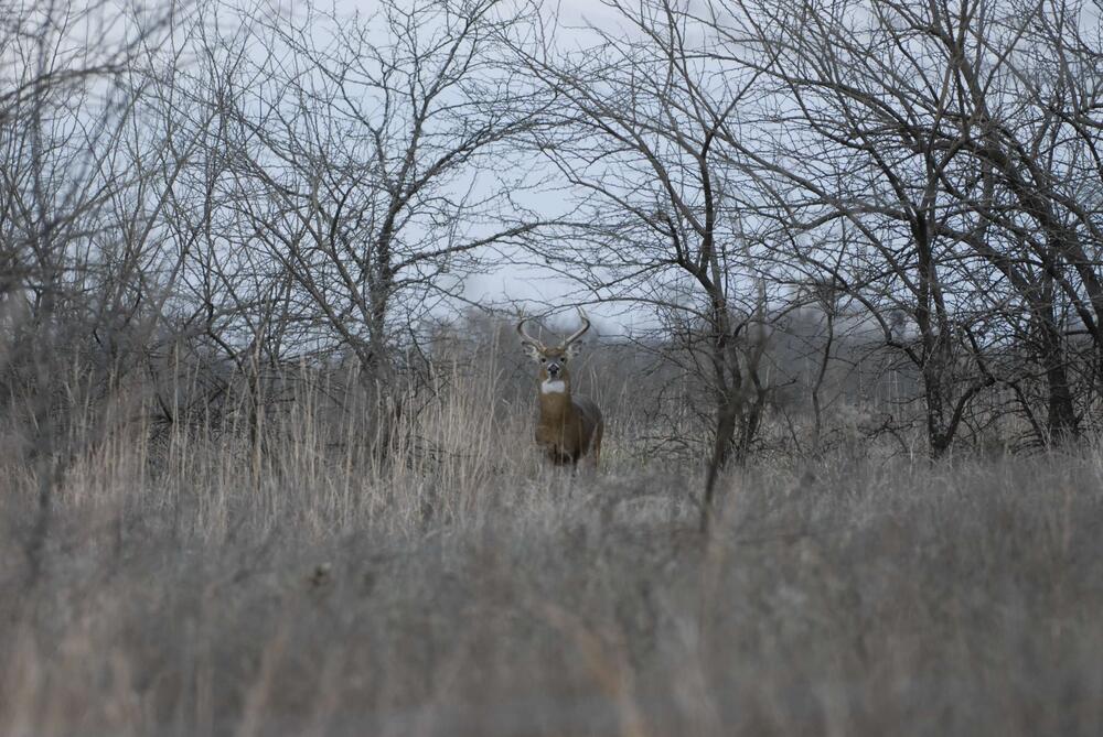 A deer with antlers staring at the photographer in a winter field of grass and trees