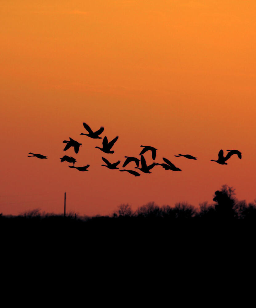 A flock of geese crossing a red sky