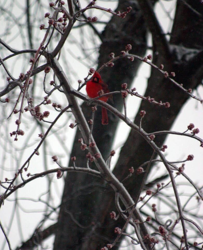 A red cardinal sitting on a tree branch