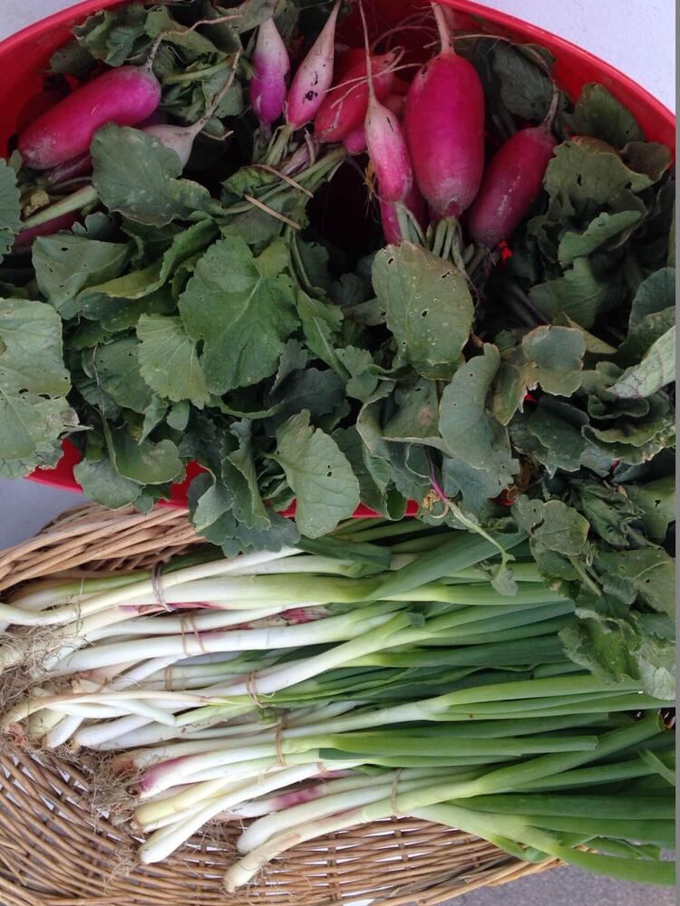 a bucket full of radishes and green onions