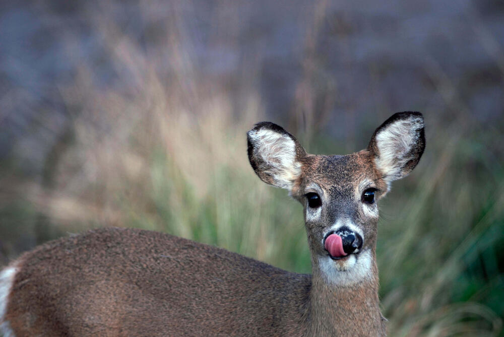 A closeup on a deer licking its nose